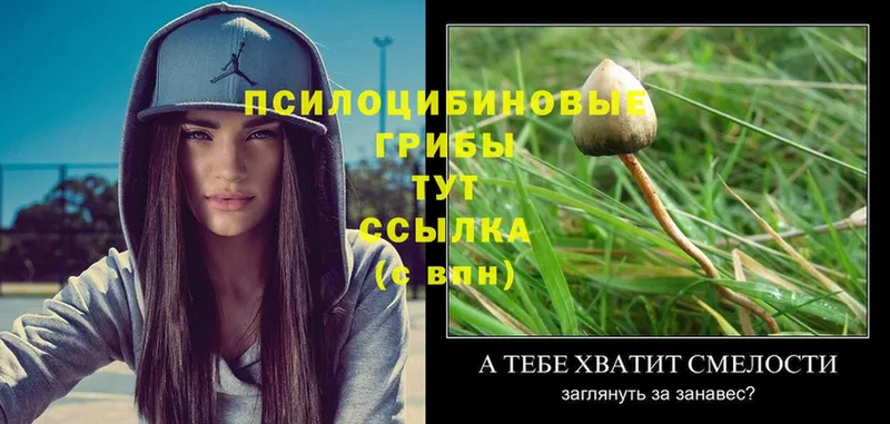 Псилоцибиновые грибы Magic Shrooms  Вологда 